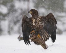 DSC02872_2048_TS Havørn / White-tailed eagle