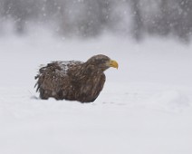 DSC03017_2048_TS Havørn / White-tailed eagle
