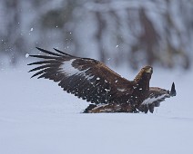 DSC07772_2048_TS Kongeørn / Golden eagle