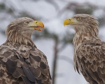 DSC08861_2048_TS Havørn / White-tailed eagle