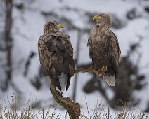 DSC08983_2048_TS Havørn / White-tailed eagle