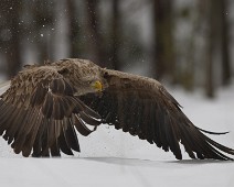 DSC09331_2048_TS Havørn / White-tailed eagle