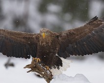 DSC09884_2048_TS Havørn / White-tailed eagle