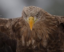 DSC09884_DxO_2048 Havørn / White-tailed eagle