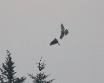 Hønsehauk Hønsehauk / Northern Goshawk