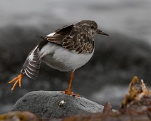 Steinvender1 Steinvender / Ruddy Turnstone