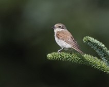 tornskate1 Tornskate / Red-backed Shrike