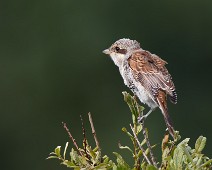 tornskate2 Tornskate / Red-backed Shrike