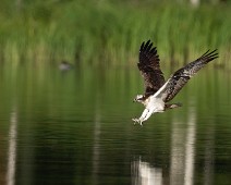 A1_07842 Fiskeørn / Western Osprey