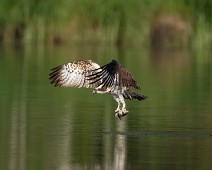 A1_07886 Fiskeørn / Western Osprey