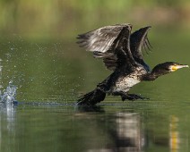 A1_08419 Storskarv (Mellomskarv) / Great Cormorant