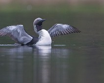 A1_05325_2048_TS Storlom / Black-throated Loon