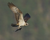 A1_06838_2048_TS Fiskeørn / Western Osprey