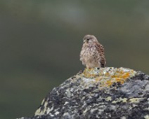 A1_06990 Tårnfalk / Common Kestrel