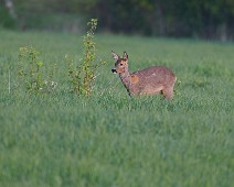 Custom Name_2048_TS 1-1 Rådyr