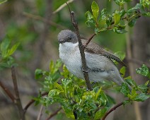 Custom Name_2048_TS 1 Møller / Lesser Whitethroat