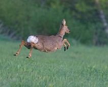 Custom Name_2048_TS 2 Rådyr