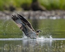 DSC06192_DxO_2048 Fiskeørn / Western Osprey