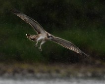 DSC06997_DxO_2048 Fiskeørn / Western Osprey