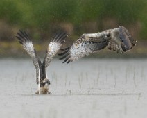 DSC07419_DxO_DxO_2_2048 Fiskeørn / Western Osprey