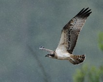 DSC07536_DxO_2048 Fiskeørn / Western Osprey