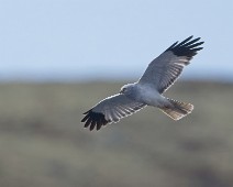 DSC08689_2048_TS 2 Myrhauk / Hen Harrier