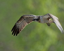 DSC09268_DxO_2048 Fiskeørn / Western Osprey