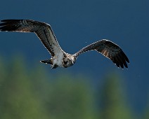 DSC09328_DxO_2048 Fiskeørn / Western Osprey