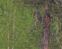 DSC05540_2048_TS 1 Lappugle / Great Grey Owl