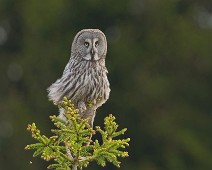 DSC06500_2048_TS Lappugle / Great Grey Owl