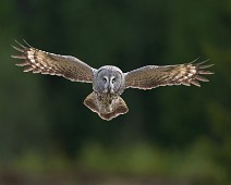 DSC06615_2048_TS 1 Lappugle / Great Grey Owl