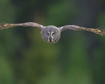 DSC06638_2048_TS 1 Lappugle / Great Grey Owl