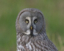 DSC06797_2048_TS Lappugle / Great Grey Owl