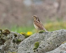 A1_00386 Vendehals / Eurasian Wryneck