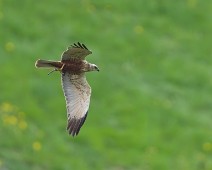 A1_01228 Sivhauk / Western Marsh Harrier