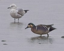 A1_05929-Resize3 Gulkinnand / Baikal Teal