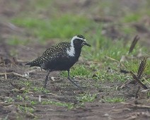 A1_05974 3 Kanadalo / American Golden Plover