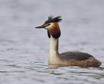 A1_06992_2 Toppdykker / Great Crested Grebe