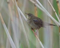 A1_08669 Gresshoppesanger / Common Grasshopper Warbler