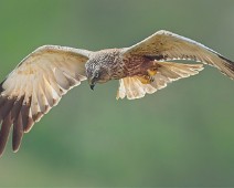 A1_09243 1 Sivhauk / Western Marsh Harrier