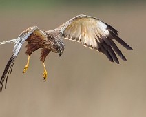 A1_09398 3 Sivhauk / Western Marsh Harrier