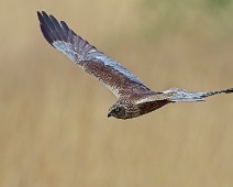 A1_09632 Sivhauk / Western Marsh Harrier