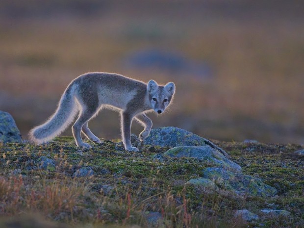 Hardangervidda