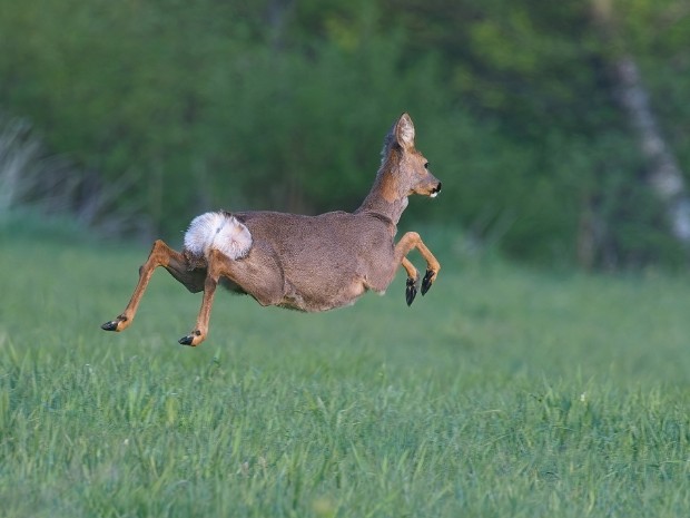 Hemsedal, Gol, Ål area