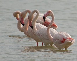 Flamingos