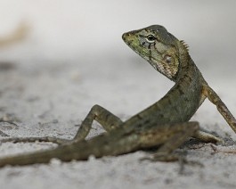 Gecko_3