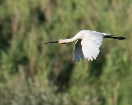 A1_09285 Skjestork