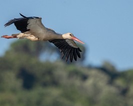 A1_09859 Stork